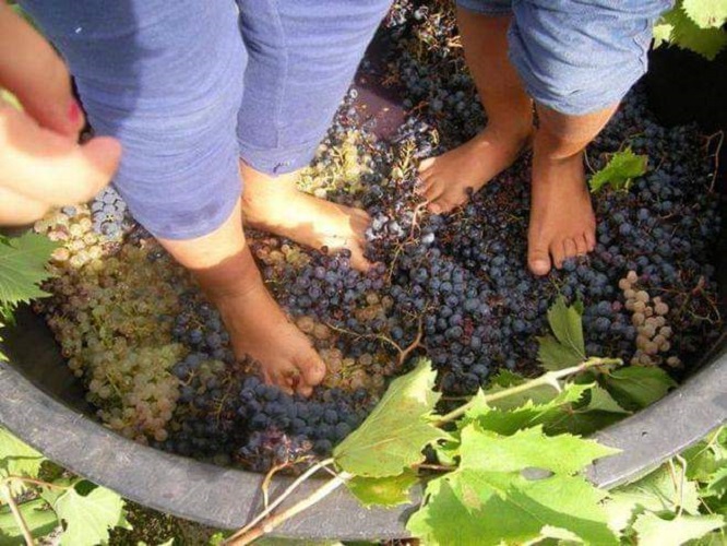 Vendemmia al Borgo 2019 Azienda Bio Agrituristica Borgo Cerquelle Pontelandolfo.jpg